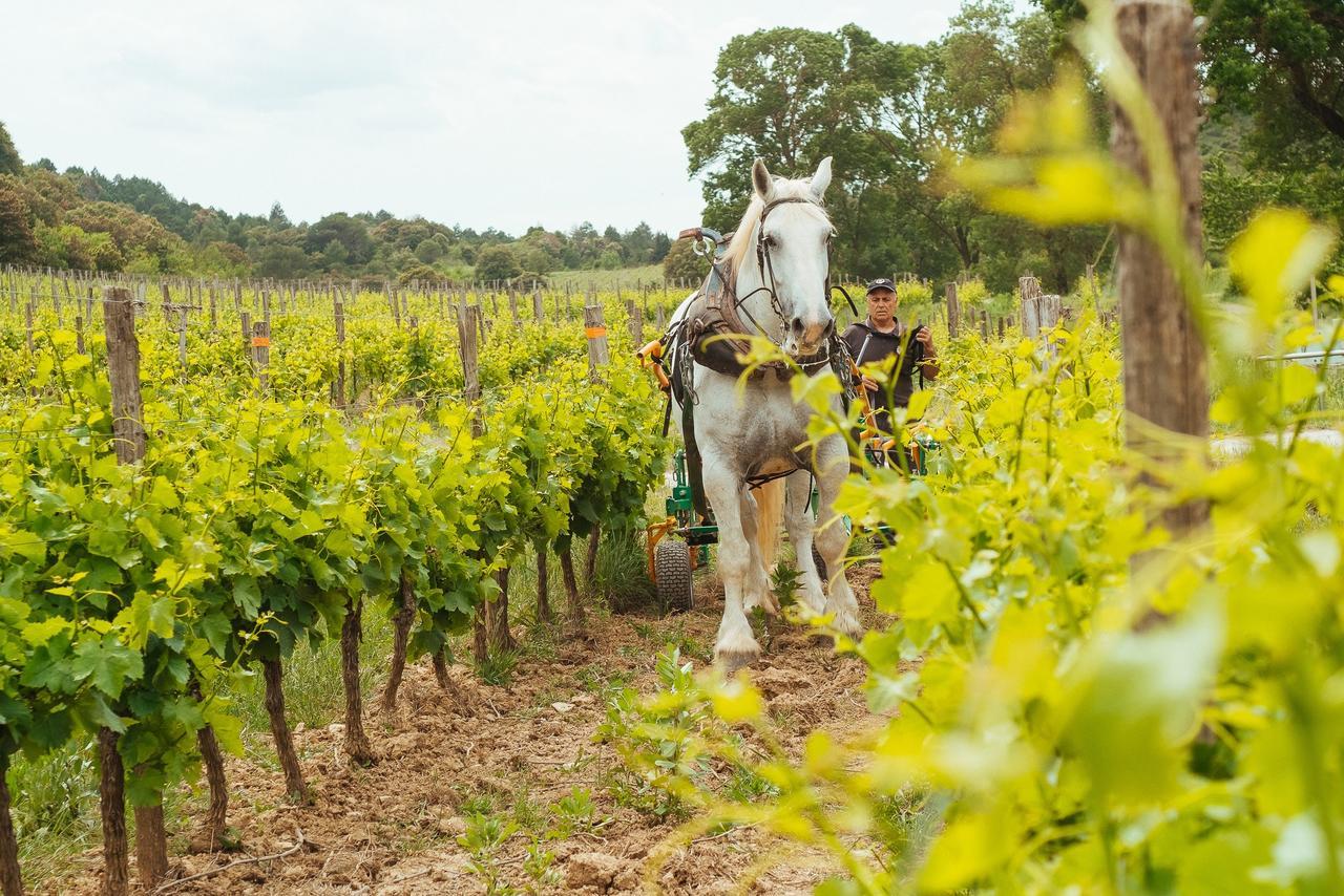 Domaine Calmel & Joseph Villa Montirat  Exteriör bild